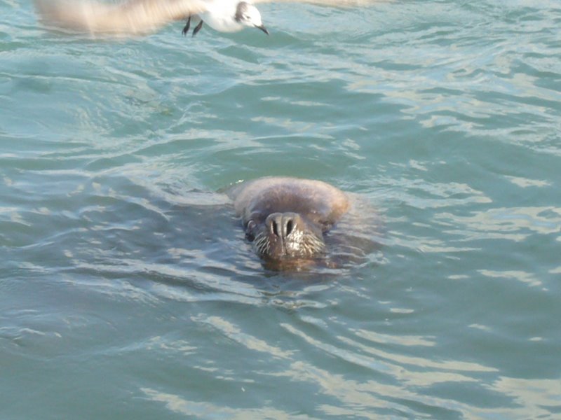 Sea lions